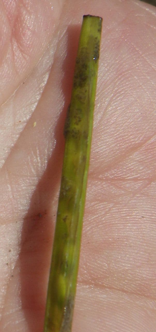 Zostera marina 4