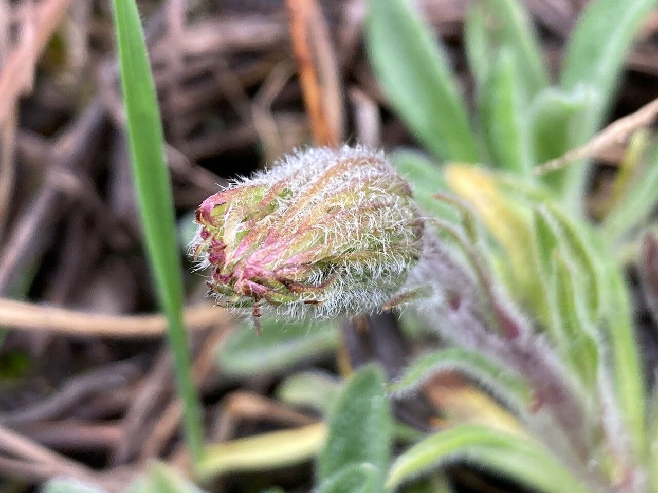 Erigeron 5