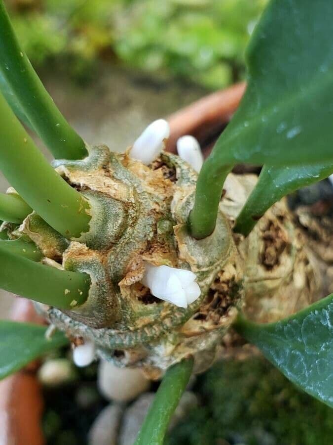 Pianta formica di Beccari