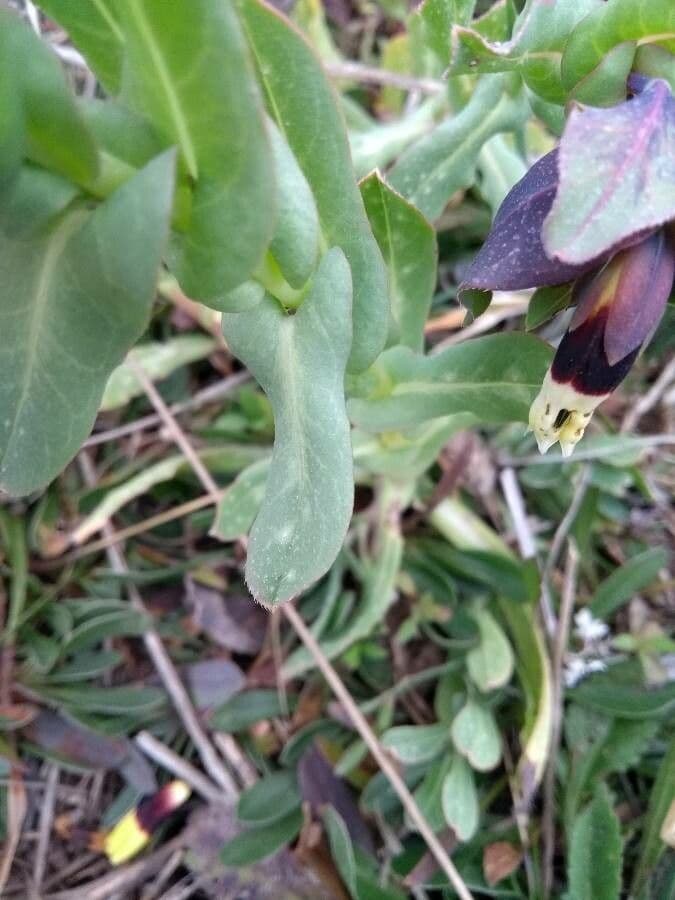 Cerinthe maggiore 19