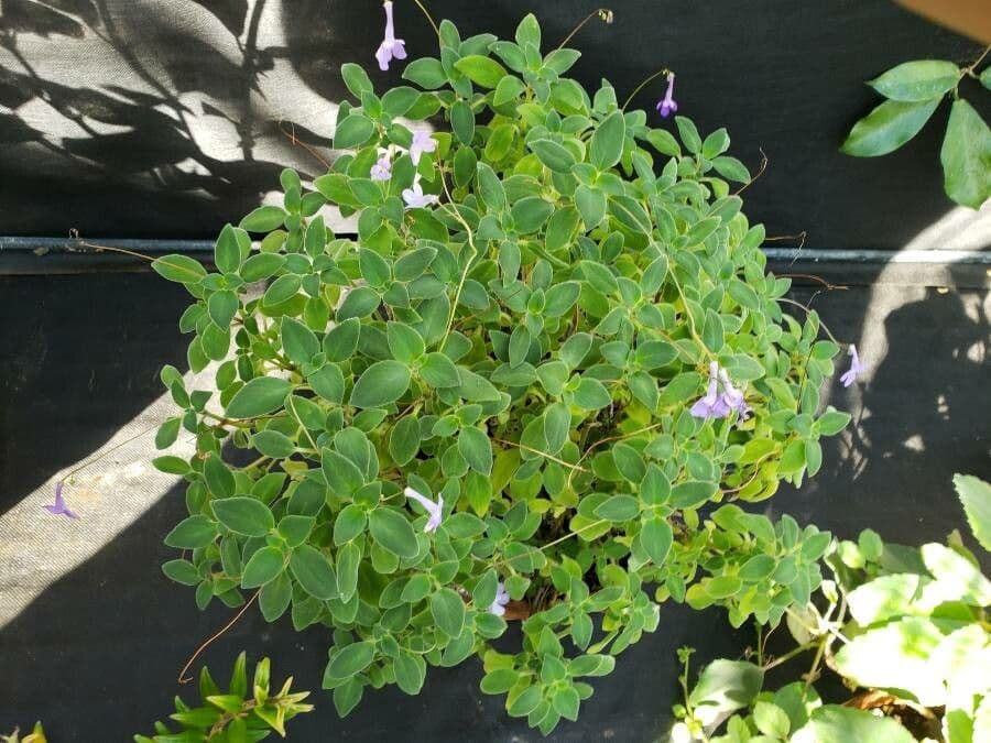 Streptocarpus 3
