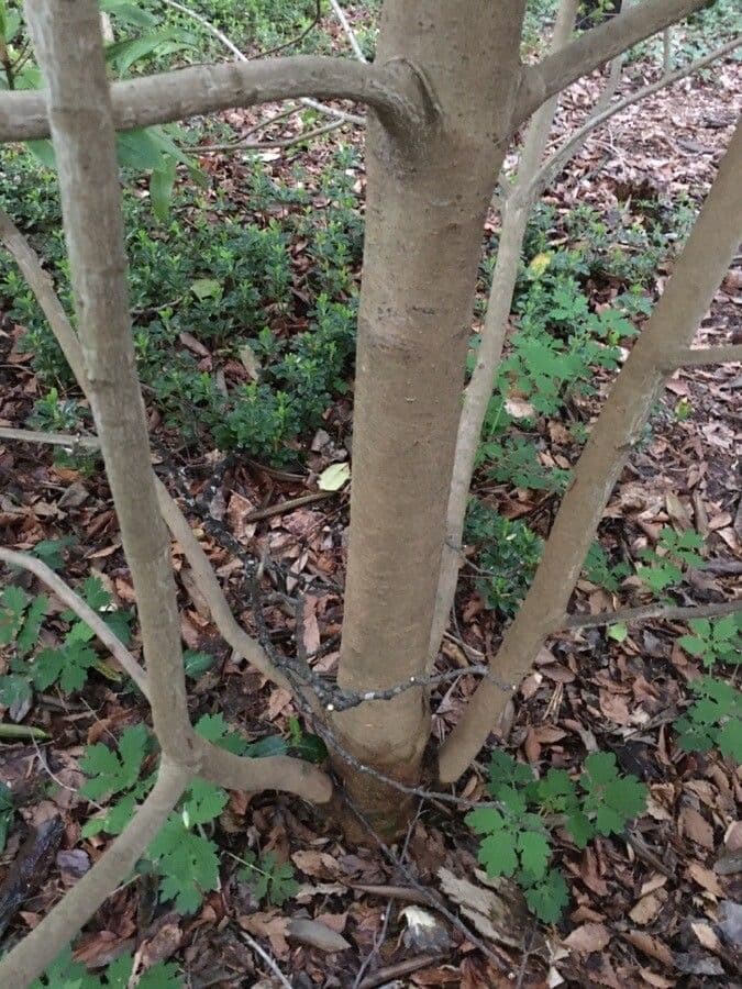 Daphniphyllum 19