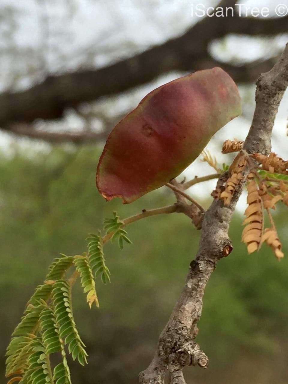 Albizia 3