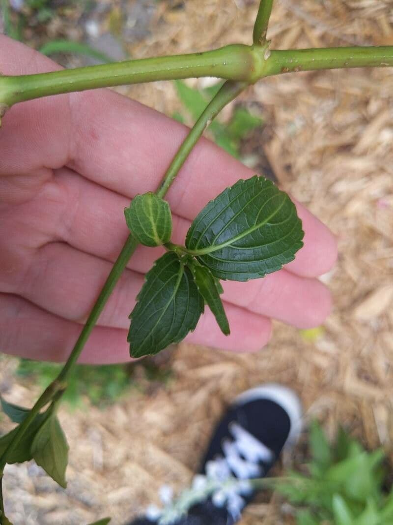 Strobilanthes 14
