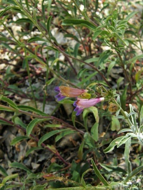 Schöne Bartblume 8