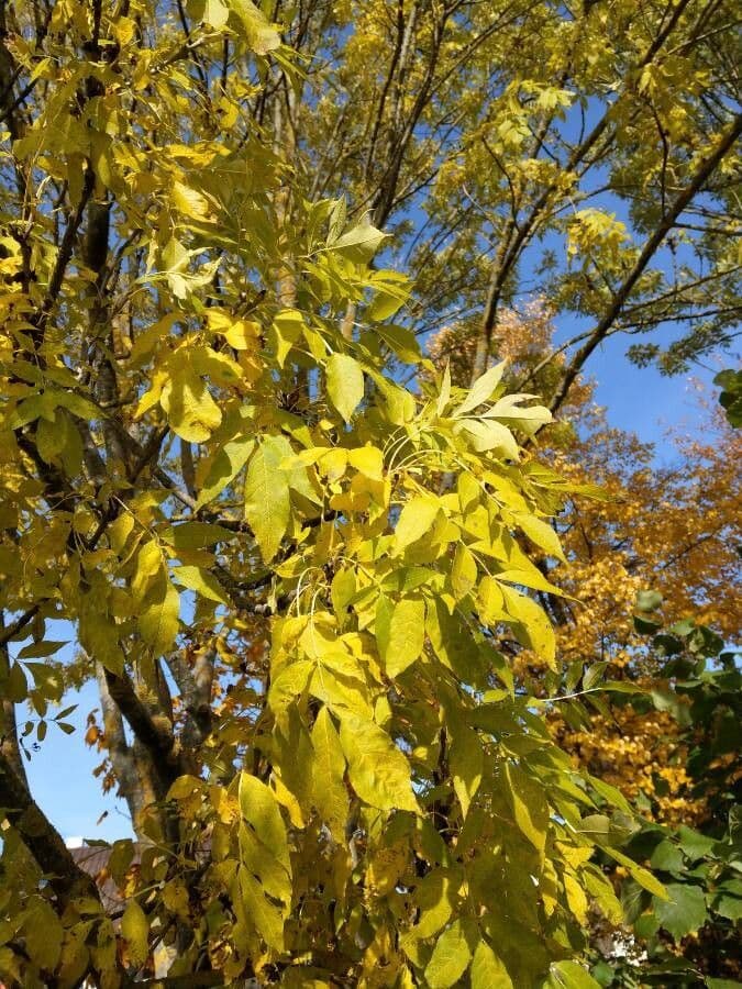 Samtiger Eschen-Baum 13