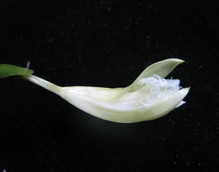 Sobralia 5