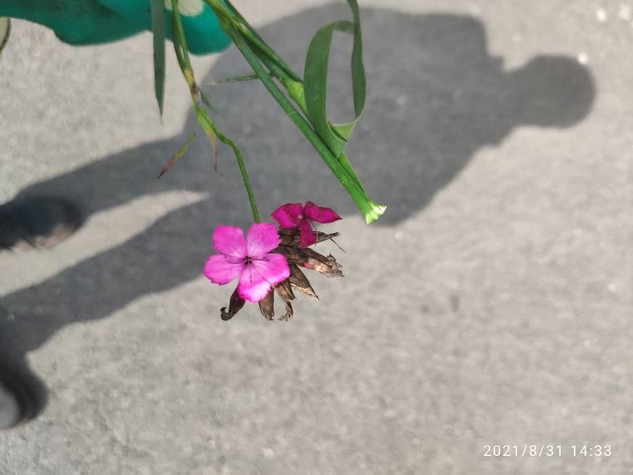 Dianthus 3