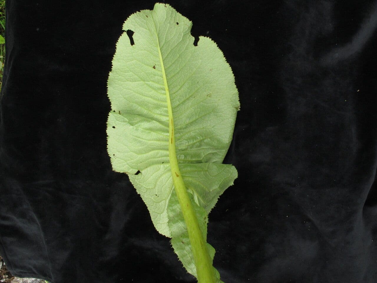 Ligularia 8