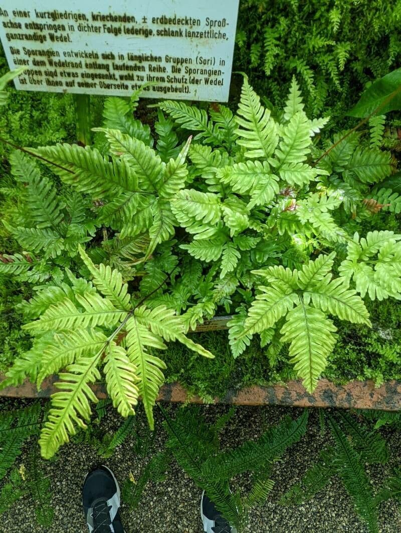 Pteris Greville'a 8