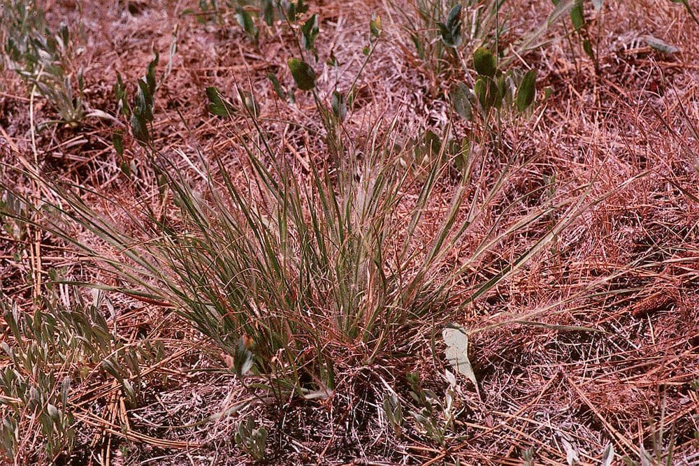 Danthonia a una spiga 11
