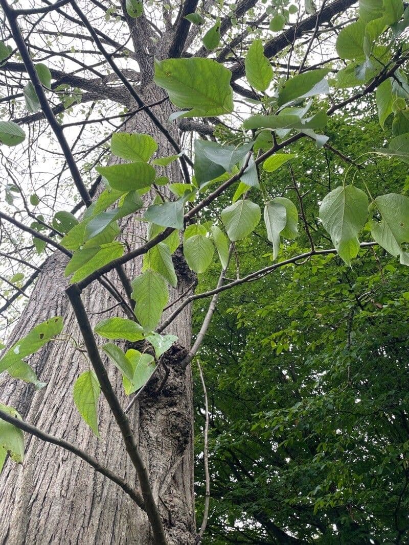 Pioppo 11