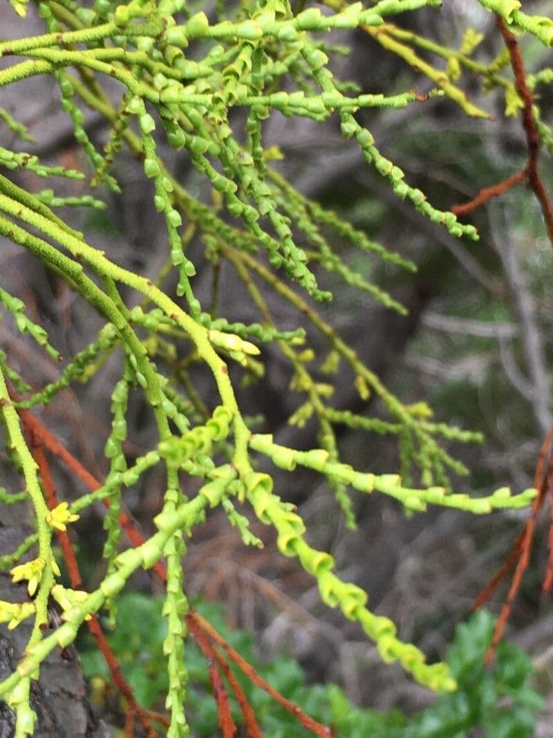 Misodendrum 11