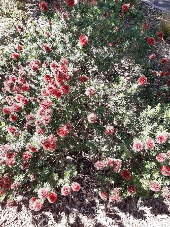 Kunzea Baxtera 11