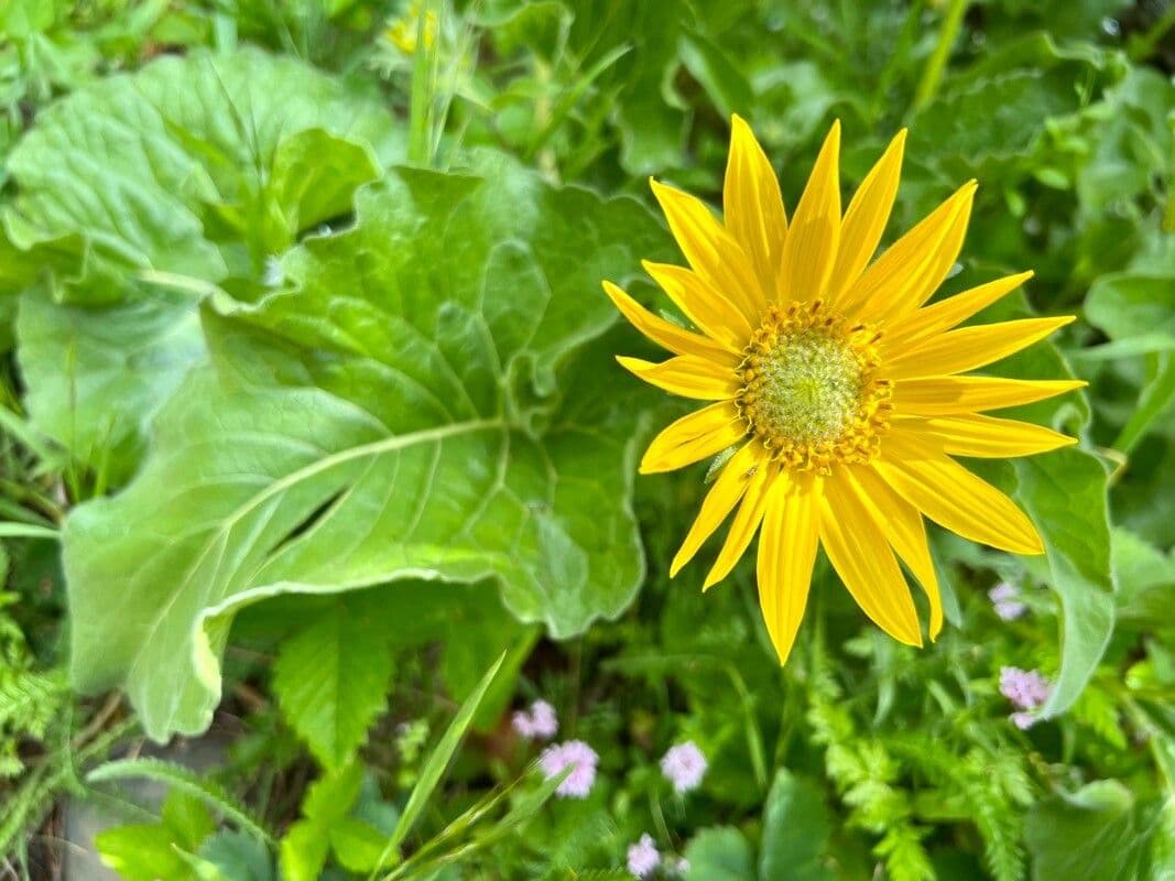 Balsamorhiza