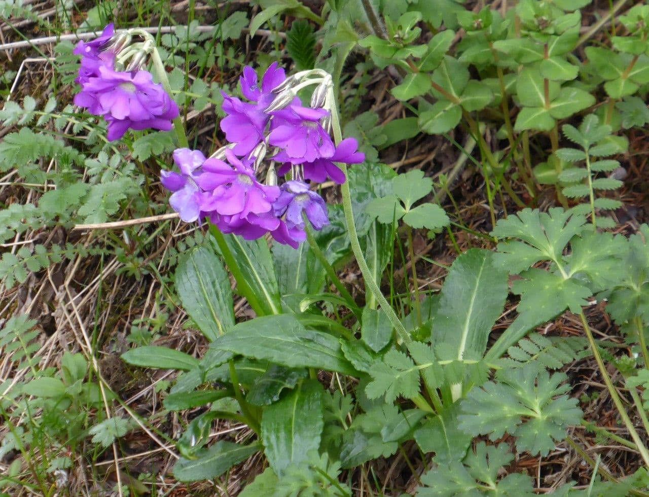 Primula 2