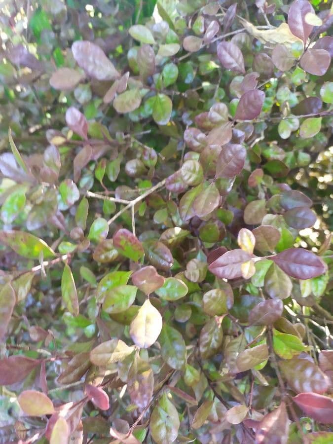 Lophomyrtus bullata 5