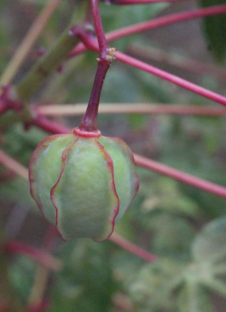 Zanthoxylum 2