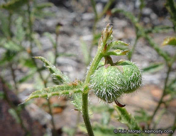 Tragia ramosa 5