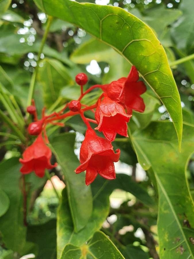 Brachychiton klonolistny 8