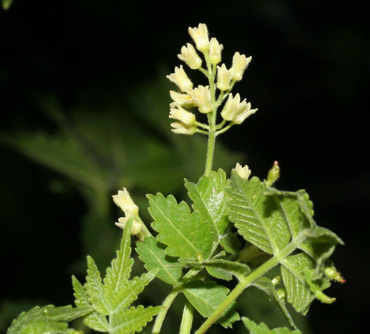 Bursera 4