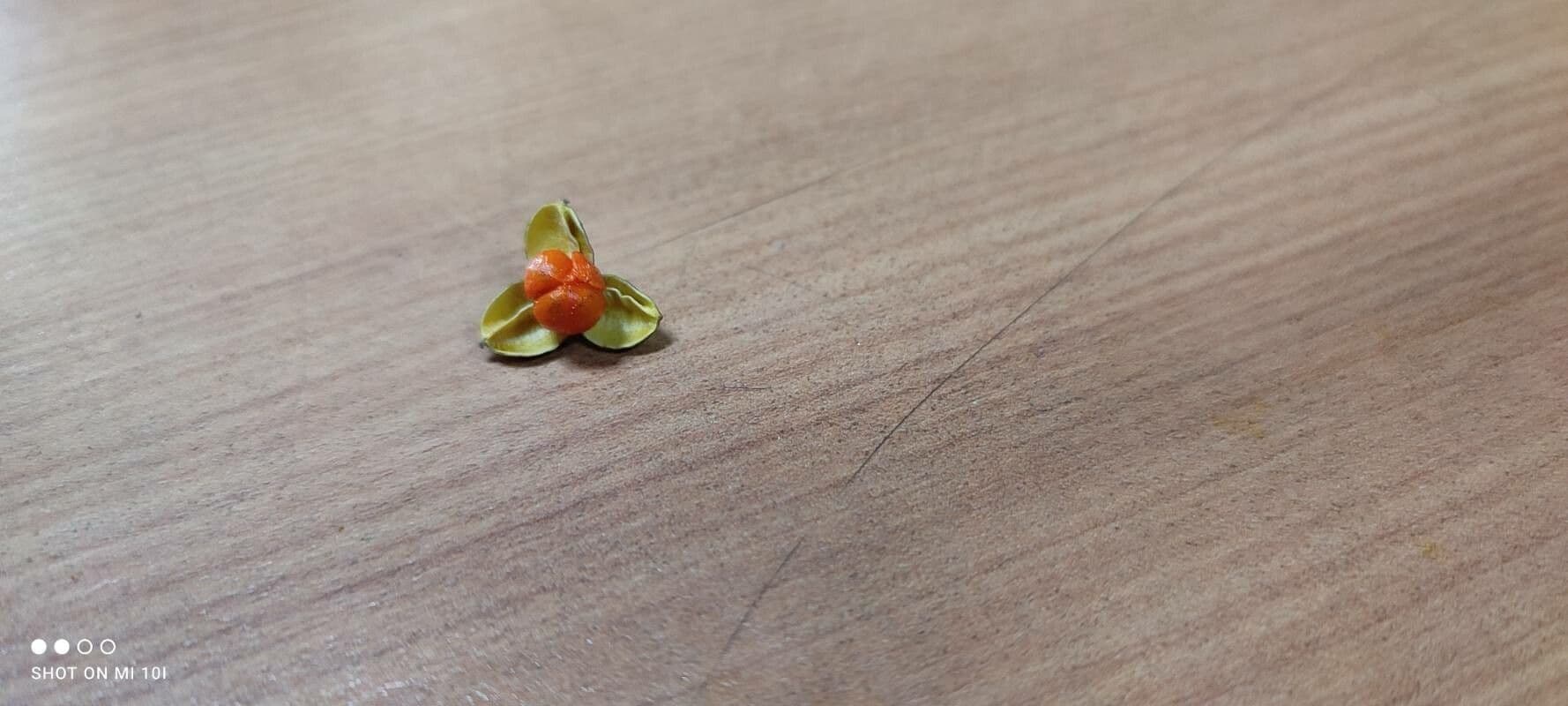 Oriental bittersweet 3