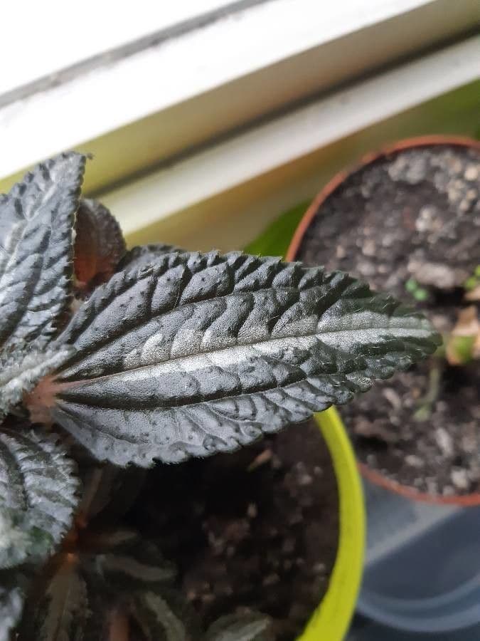 Pilea 12