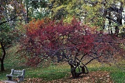 Sargent-Apfel 10