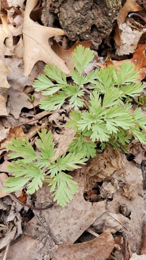 Dicentra de capucha 16