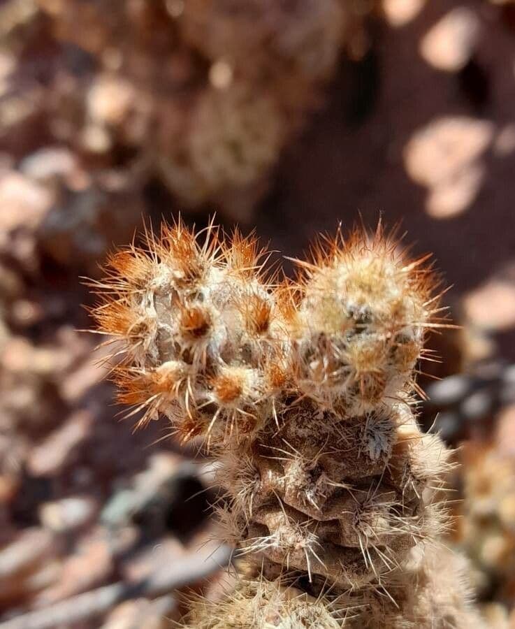 Tephrocactus 6