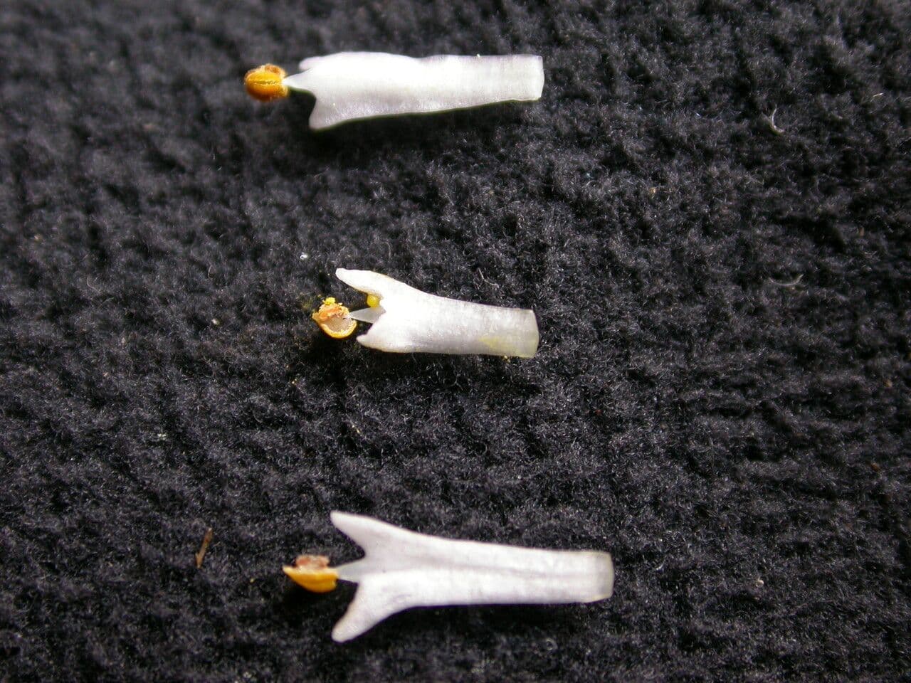 Deutzia 9
