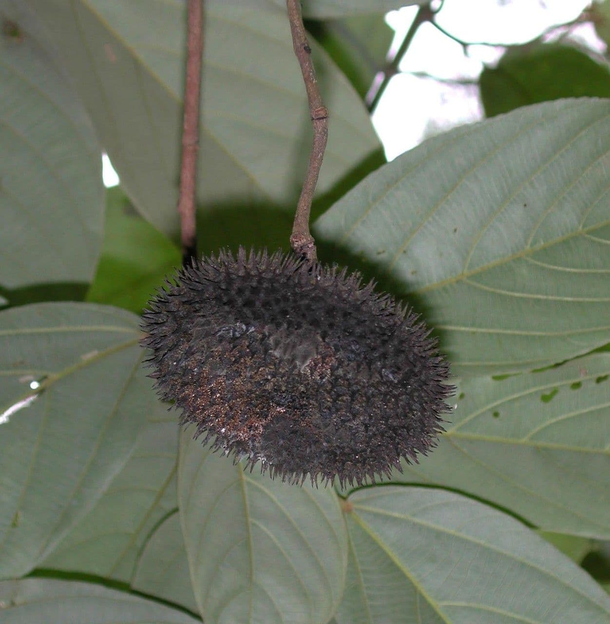 Apeiba