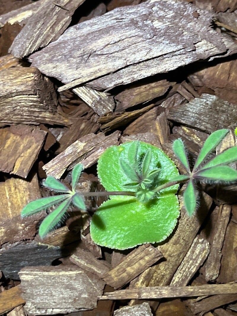 Borstiger Lupine 17