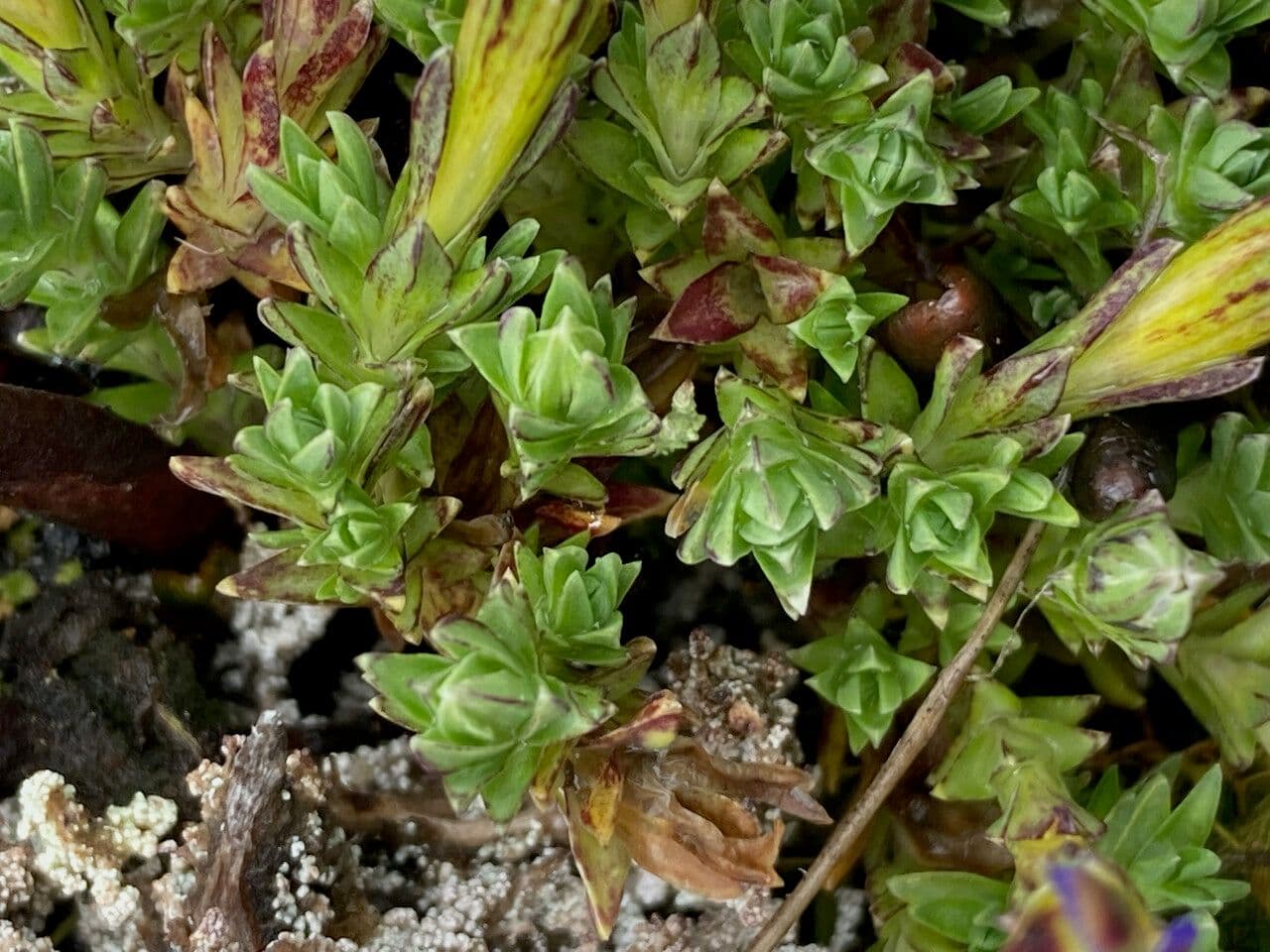Genziana sedifolia 12