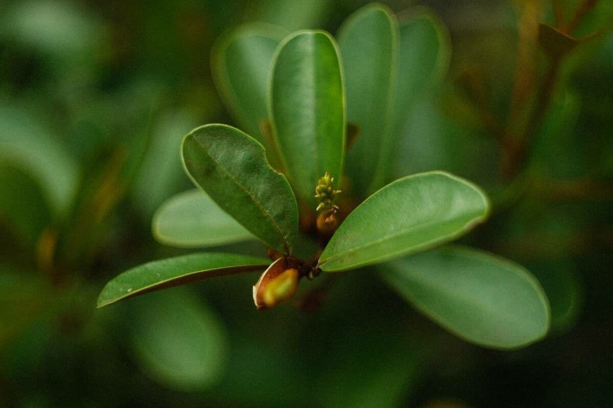 Magnolia 7