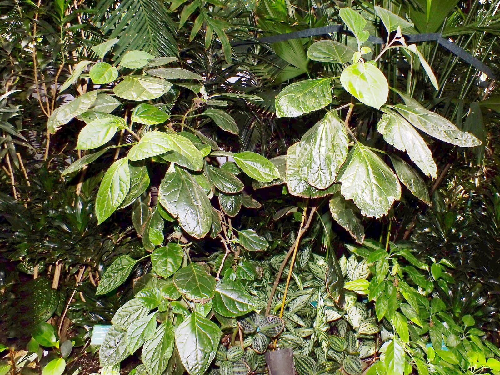 Bartlettina sordida 6