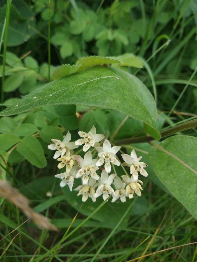 Asclepias ovalifolia
