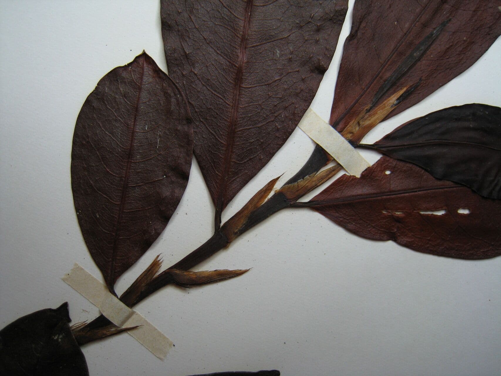Erythroxylum 4