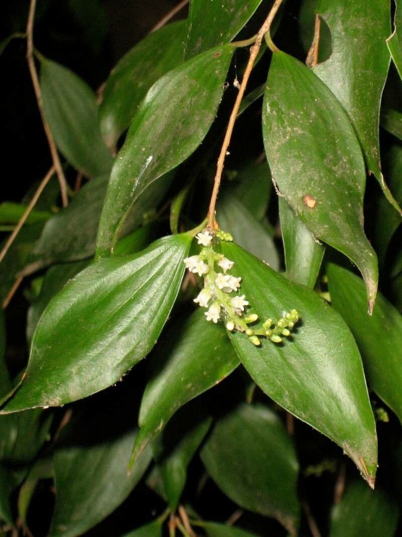 Lorbeerblättrige Trochocarpa 4