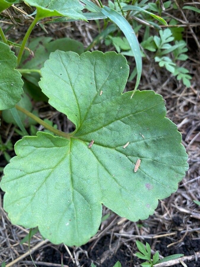 Pelargonio 14