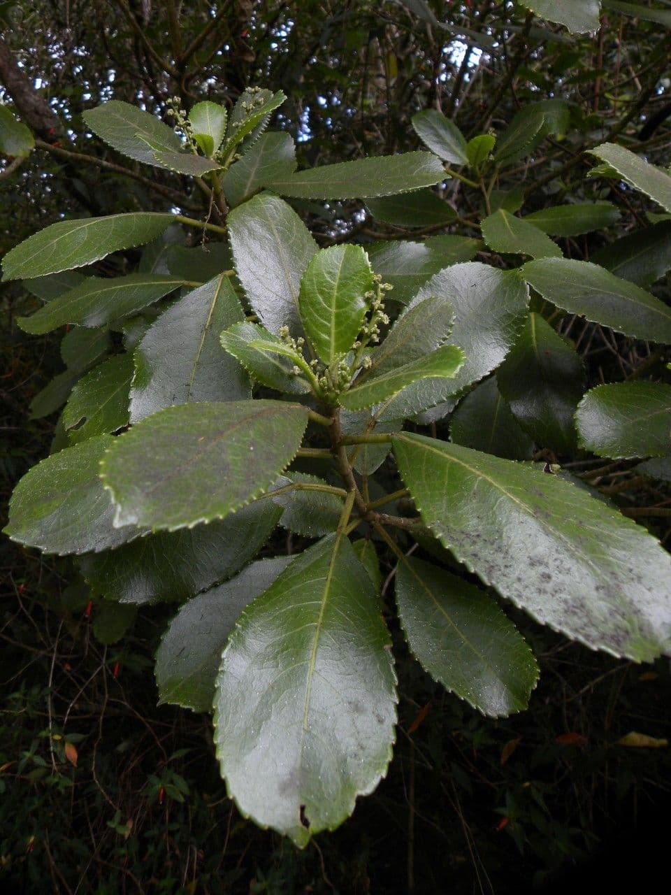 Claoxylon 15