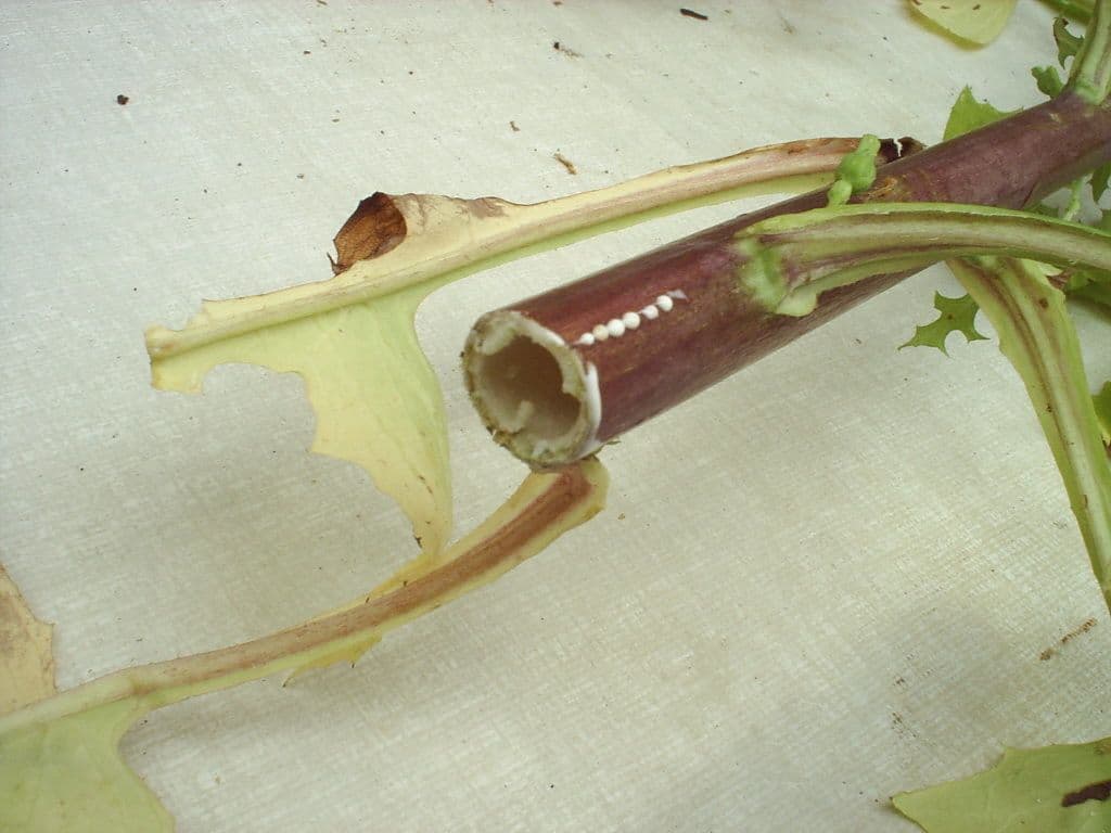 Lactuca 21