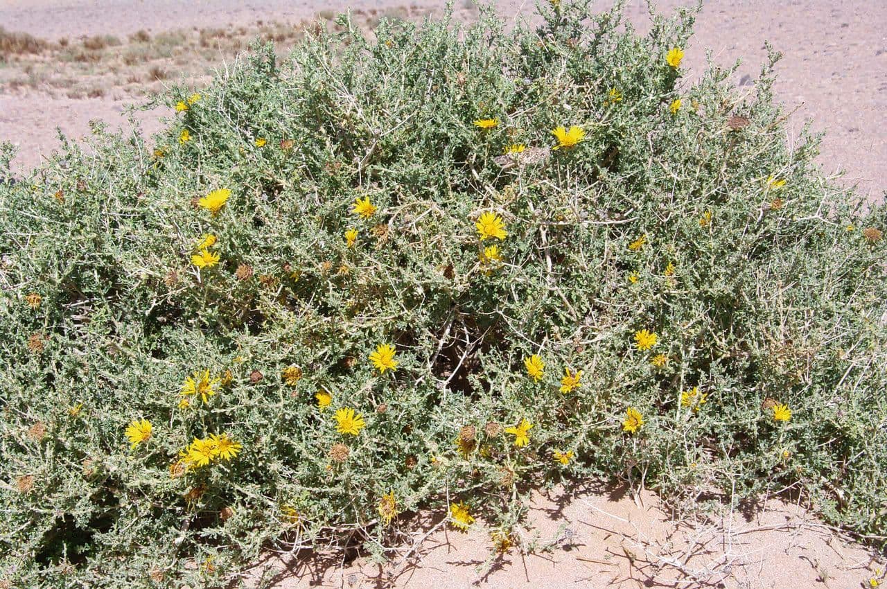 Anvillea 11