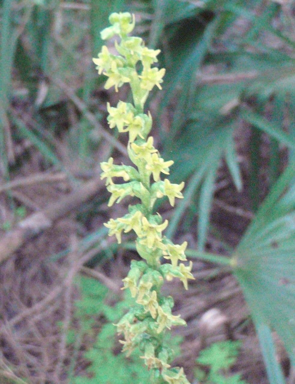 Gennaria diphylla 26