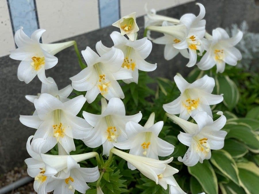 Giglio di Pasqua 6
