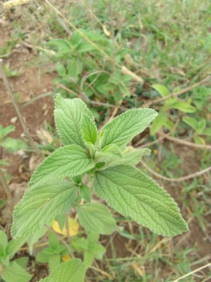 Lippia de Java 19