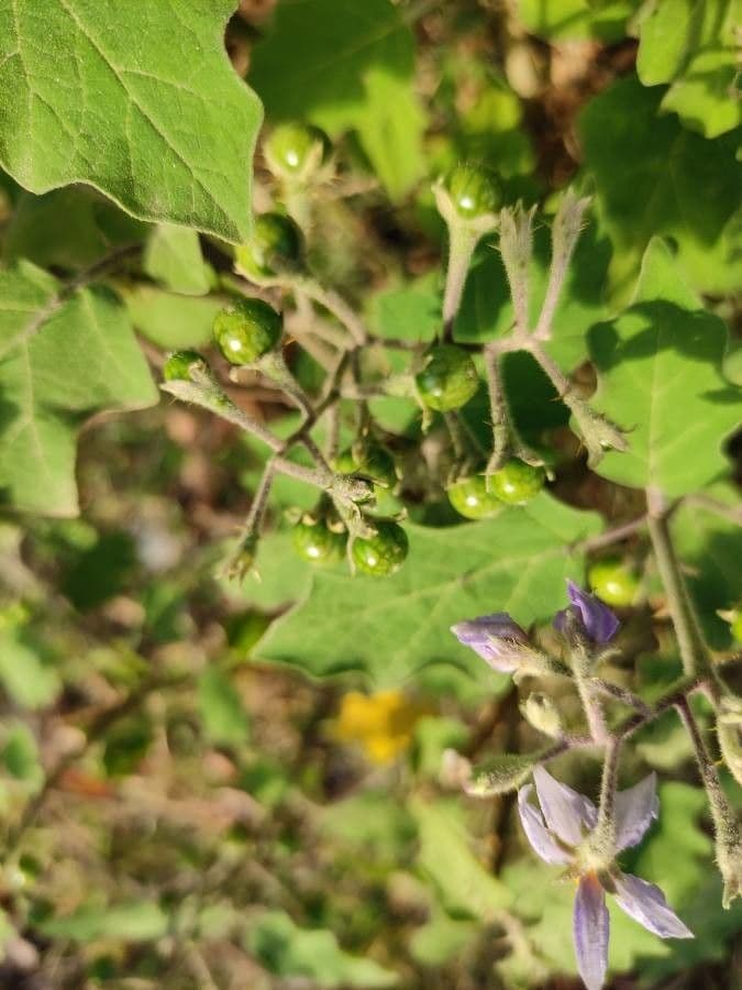 Solanum 2