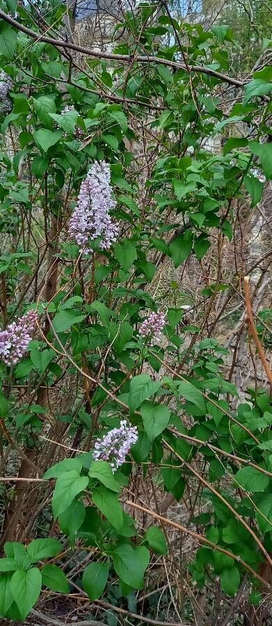 Common lilac 13