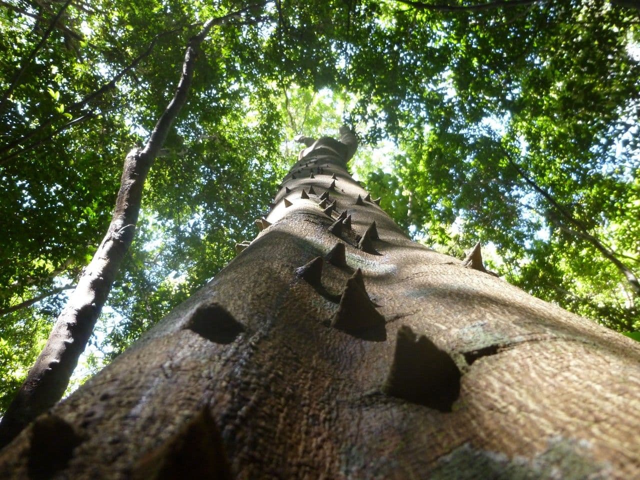Zanthoxylum 12