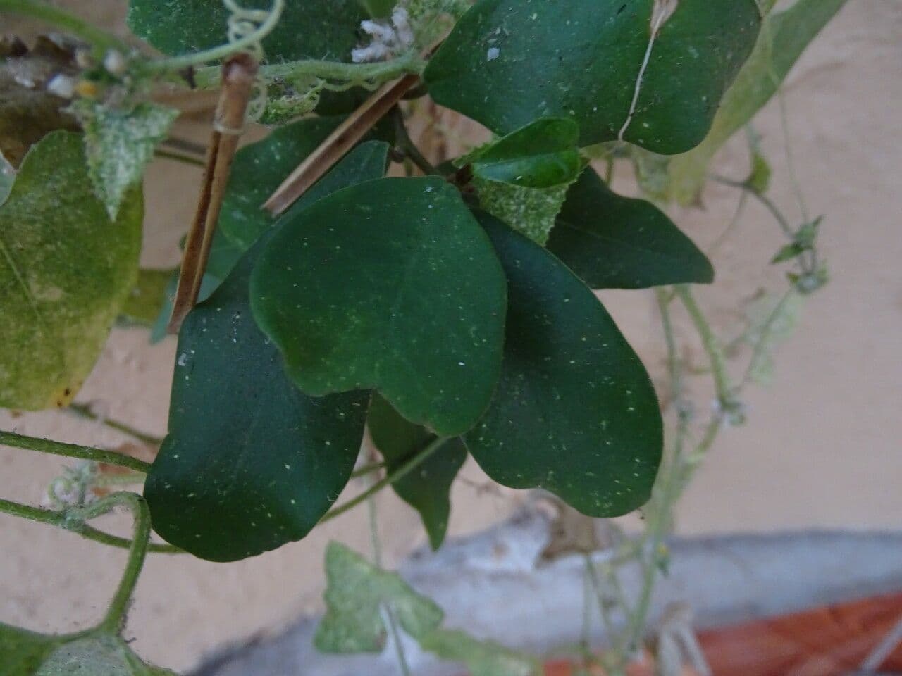 Tacazzea 2